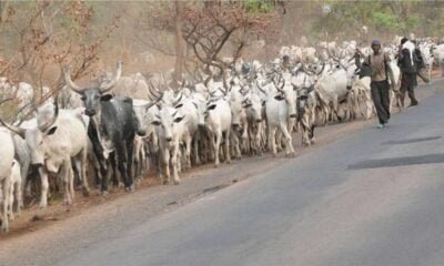 violance attacks between farmers and herdsmen in Nigeria