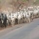 violance attacks between farmers and herdsmen in Nigeria