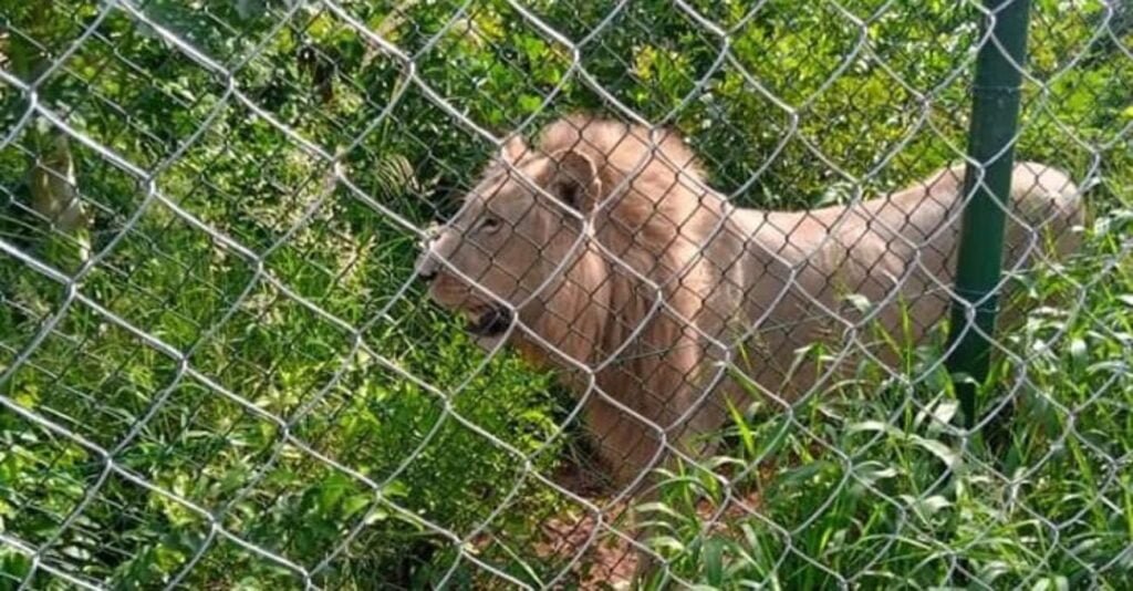 Accra Zoo Lion Devours Middle-aged Man