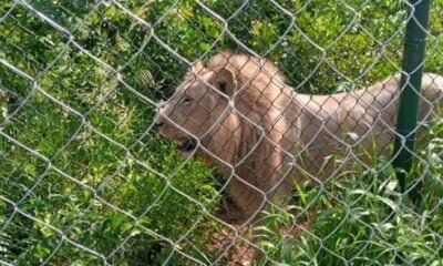 Accra Zoo Lion Devours Middle-aged Man