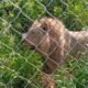 Accra Zoo Lion Devours Middle-aged Man