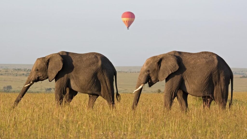 'Extraordinary' Elephant Who Survived Poaching Dies In Kenya Drought