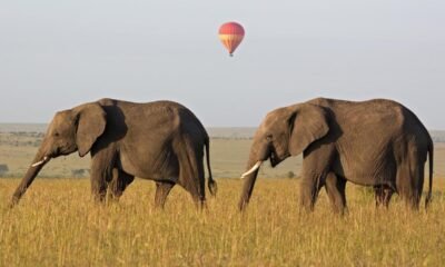 'Extraordinary' Elephant Who Survived Poaching Dies In Kenya Drought