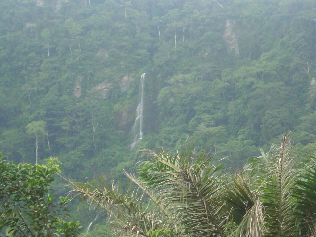 rain forest