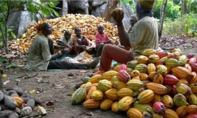 Weak Cocoa Harvest and Inflation Risks Could Derail Ghana’s Economic Outlook, IMF Warns