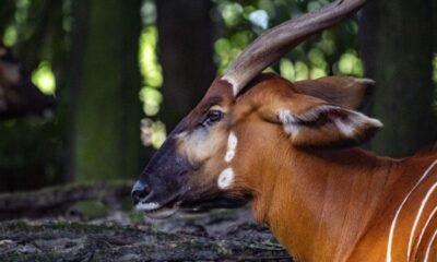 Kenya has welcomed 17 rare mountain bongos, a critically endangered species of antelope, from the United States in a significant step for the country’s conservation initiatives.