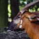 Kenya has welcomed 17 rare mountain bongos, a critically endangered species of antelope, from the United States in a significant step for the country’s conservation initiatives.