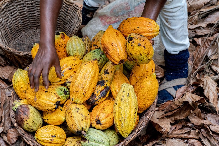 COCOBOD Denies Claims of Increased Cocoa Earnings to 70% of Global Market Price