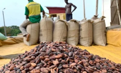 COCOBOD Denies Claims of Increased Cocoa Earnings to 70% of Global Market Price