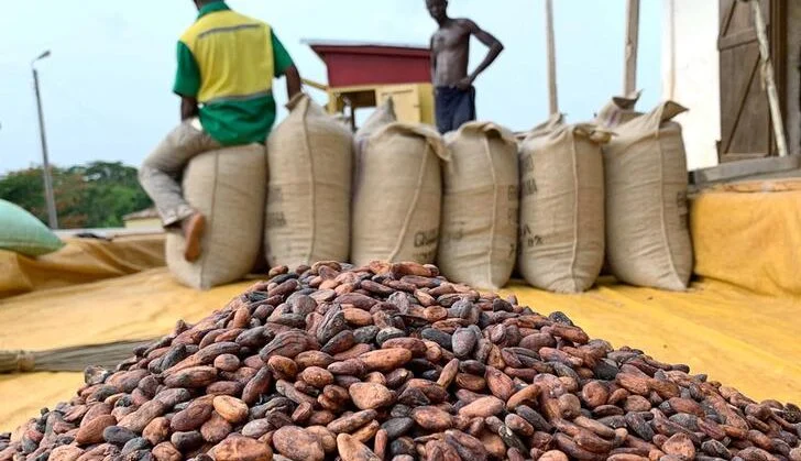 COCOBOD Denies Claims of Increased Cocoa Earnings to 70% of Global Market Price