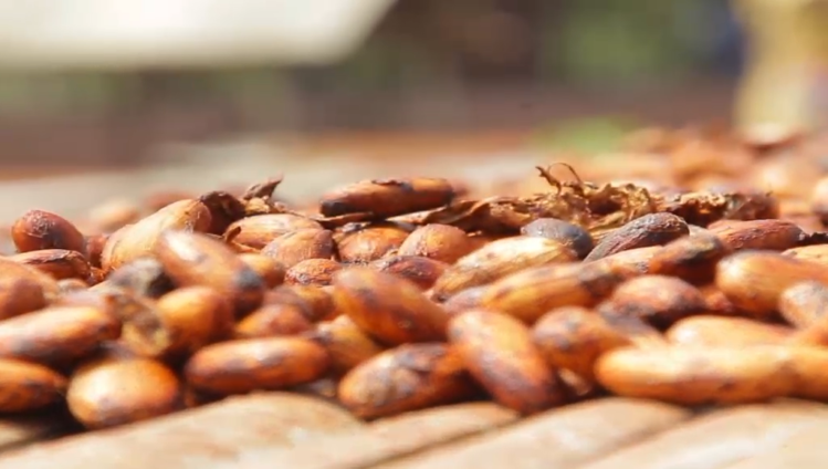 PBC Workers Urge Government to Act Now to Save Cocoa Giant from Collapse